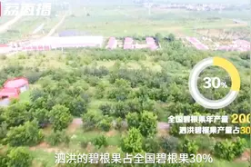 碧根果再不靠进口！全国近三分之一碧根果产自江苏泗洪｜黄金时间视频封面