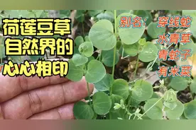 穿线蛇是一种什么蛇？不，它是你身边一种心心相印的植物，很美视频封面
