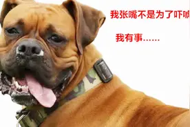 拼图科普小知识：狗狗张大嘴喘气另有目的？好奇让我们长知识视频封面
