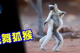 走路像跳芭蕾，这只戏精狐猴跟人类一样，只会用2条腿走路视频封面