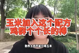 散养土鸡不能只喂玉米，你知道为什么吗？因为玉米营养成分太单一视频封面