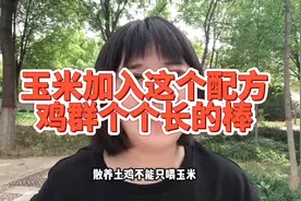 散养土鸡不能只喂玉米，你知道为什么吗？因为玉米营养成分太单一