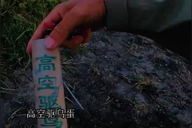 “野鸭泛滥成灾”，几千只祸害稻田，小伙下狠心放二踢脚崩它们！视频封面