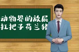 科普一下：动物界的放屁扛把子，荷兰猪视频封面