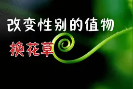 神秘草药可决定生儿生女？换花草到底隐藏了什么秘密.竟这么恐怖视频封面