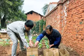 老妈在院子挖个坑，把它埋在土里过冬，留着过年吃不会坏视频封面