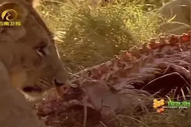 狮子猎杀斑马，死死咬住它的喉咙，摄像机拍下这一幕视频封面