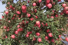 【心系果农】：同等质量的苹果，为什么有人能卖高价？技巧看这里视频封面