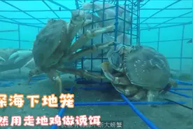 第一集；菲律宾渔民出海钓螃蟹，竟然用走地鸡做诱饵，最后惊呆了视频封面