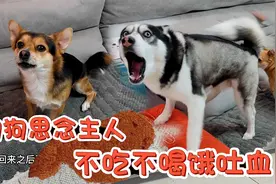 狗狗突然狂吐鲜血，当主人得知原因后，心疼的心都碎了视频封面