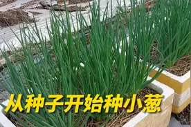 小葱种子如何种植？学会后在家种上一些，一年四季都吃不完视频封面