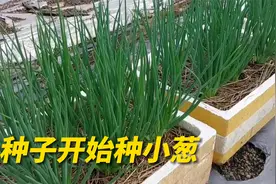 小葱种子如何种植？学会后在家种上一些，一年四季都吃不完视频封面