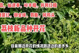 荔枝新品种（冰荔，仙进奉等8个品种）嫁接24个月后，都开花了