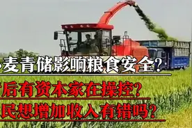 未成熟的小麦用作青储饲料，每亩能挣1500左右，为何引起讨论风波视频封面