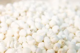 贝母的功效与作用是什么？1分钟叫你区别“川贝母”和“浙贝母”视频封面