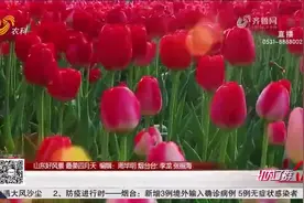 最美不过四月天！烟台一万平米郁金香绽放，斑斓花海“郁”见春天视频封面