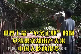 世界上最“不务正业”的树，不结果实却出产大米，中国人吃的很多视频封面