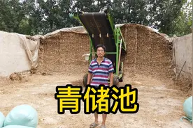 150万斤青储池已建好，100多头牛够喂了，设计与构造分享给大家！视频封面