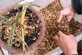 兰花植料经典配方，简单好用服盆快，发芽和出根率提高一倍视频封面