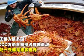帝王蟹入侵多国！2000万帝王蟹侵占挪威海域，吃一只都是拯救世界视频封面