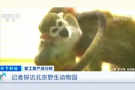 开园营业 记者探访北京野生动物园视频封面
