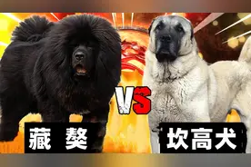 藏獒vs坎高犬，谁才是大型猛犬的战力天花板呢？