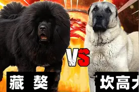 藏獒vs坎高犬，谁才是大型猛犬的战力天花板呢？视频封面