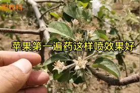 苹果第一遍药这样喷施，对霉心病、褐斑病烂果病等病害，效果特效视频封面