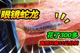 300块钱买回11厘米的眼镜蛇雷龙，巨型寄居蟹直接上锅蒸，太狠了视频封面