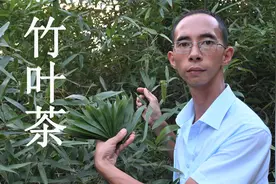 竹子是国宝“熊猫”的粮食，叶子煮水您了解吗？给大家分享一下视频封面