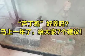 芦丁鸡好养吗？马上一年了，给大家7个建议！视频封面