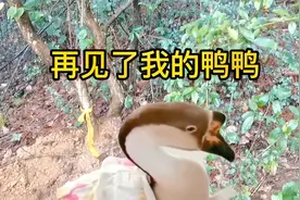 主人一边哭一边整理鸭鸭生前的物品，不放心又去后山看鸭鸭视频封面