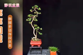 4组婀娜多姿极品雀舌罗汉松盆景欣赏，文人造型亭亭如盖雅致素淡视频封面