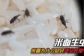 为什么超市里的米面不生虫，买回家后就生虫？生虫的米面还能吃吗