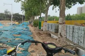 郑州一道路人行道改造，被树根顶起路面将修复，预计7月份能完工视频封面