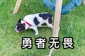 法斗无所畏惧！所以每次被树枝卡住，狗子眼里就没有倒退二字！视频封面
