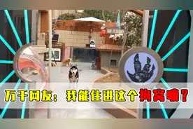 史上最豪华的狗窝有多离谱？网友：我太想住进去了！视频封面
