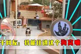 史上最豪华的狗窝有多离谱？网友：我太想住进去了！视频封面