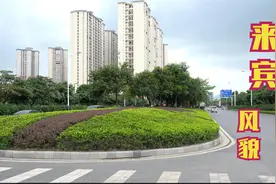 来宾又一靓丽特色，果树成为街道风景，品味高视频封面