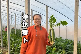 吃萝卜喝茶，气的大夫满街爬，潍坊人的生活习惯确实有道理！视频封面