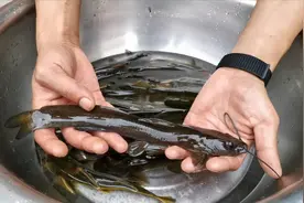100元1斤牛尾巴鱼农村没人敢吃，姑父提了一桶过来，今天有口福了视频封面