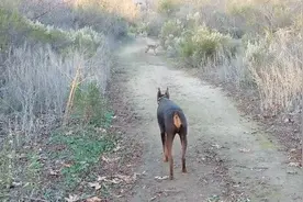 谁说狗怕狼？杜宾犬单挑5匹狼，狼群认怂不敢应战，真正的狗！视频封面