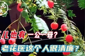 花友寄养红豆杉，花儿也有一公一母？老花医这个人很清廉？视频封面