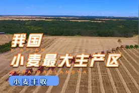 我国小麦最大的主产区是谁，看完这个视屏你就知道了视频封面