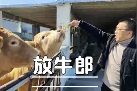 燕姐第一次见2000斤的富硒牛 吃了一炖牛肉宴 赚大发了视频封面