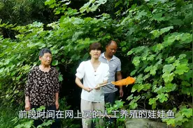 娃娃鱼在水缸养殖了两个多月，阿英带婆婆来看，到底长啥样了？视频封面