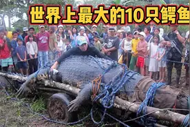 狂吃300人！这样的鳄鱼大到难以想象，盘点10只世界上最大的鳄鱼视频封面