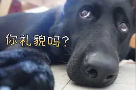 小眼神儿真可爱～忍不住想一屁股坐死～视频封面