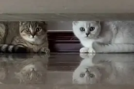 一声巨响！四只小猫被吓飞！猫：这也太恐怖了吧！还是躲躲视频封面