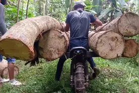 印尼偏远山区怎么运输？用摩托车艰难运输木头、石头，充满了挑战视频封面